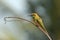 Perching Little Green Bee-eater in Goa, India