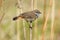 Perching male Bluethroat at dry grass