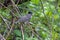 Perching male Eurasian blackcap or Sylvia atricapilla