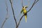 Perching Male and Female Alexandrine Parakeets