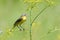 Perching male Yellow Wagtail