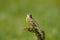 Perching male Yellow Wagtail cries