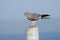 Perching Montagu Harrier