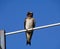 Perching Purple Martin Juvenile