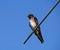 Perching Purple Martin Juvenile