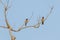 Perching Red-Vented Bulbuls