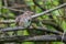 Perching Song Sparrow