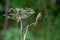 Perching Song Sparrow