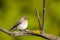 Perching Spotted Flycatcher in spring