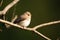 Perching Spotted Flycatcher in spring