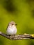 Perching Spotted Flycatcher in spring