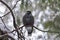 Perching Spotted nutcracker in winter forest