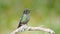 a perching talamanca hummingbird at a garden