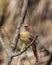 Perching is a tree a female northern cardinal looks over her territory.