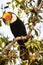 Perching Wild Toco Toucan with Head Tilted