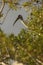 Perching wood stork framed by branches in the Florida Everglades