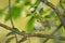 Perching Wood Warbler at tree branch