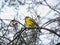 Perching yellow bird
