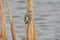 Perching Yellow Rumped Warbler