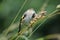 Perching young Goldfinch eats grass seeds