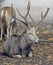 Pere David`s deer 6