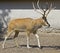 Pere David`s deer 7