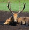 Pere David`s deer, also known as the milu or elaphure,
