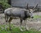 Pere David`s deer male 10