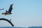 Peregrin Falcon in Flight