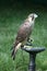 Peregrin Falcon on perch with wings open