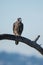 Peregrin Falcon Perched