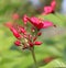 Peregrina flower atau Jatropha integerrima