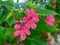 Peregrina - Jatropha integerrima five-petaled pink flowers