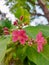 Peregrina - Jatropha integerrima five-petaled pink flowers
