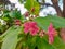 Peregrina - Jatropha integerrima five-petaled pink flowers