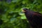 Peregrine brown falcon looking at prey. Close up of saker falcon isolated on green background outdoors