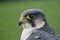 Peregrine, Falco peregrinus