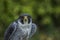 Peregrine (Falco peregrinus)