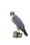 Peregrine, Falco peregrinus