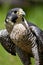 Peregrine Falcon