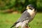 Peregrine Falcon