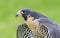 Peregrine Falcon