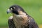 Peregrine Falcon