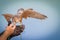 Peregrine falcon - Bedouin settlement - Al Maha - UAE