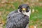 Peregrine falcon bird portrait