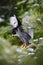 Peregrine Falcon, Bird of prey with fly snow sitting on the tree with dark green forest in background, action scene in the nature