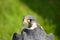 Peregrine Falcon bird of prey head portrait