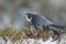 Peregrine Falcon, bird of prey sitting in grass during winter with snow, Germany. Falcon witch catch dove. Wildlife scene from sno