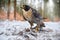 Peregrine Falcon, bird of prey sitting in the snow with catch during winter with snow, Germany. Falcon witch killed dove. Wildlife