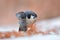 Peregrine Falcon, bird of prey sitting in the snow with catch during winter with snow, Germany. Falcon witch killed dove. Wildlife